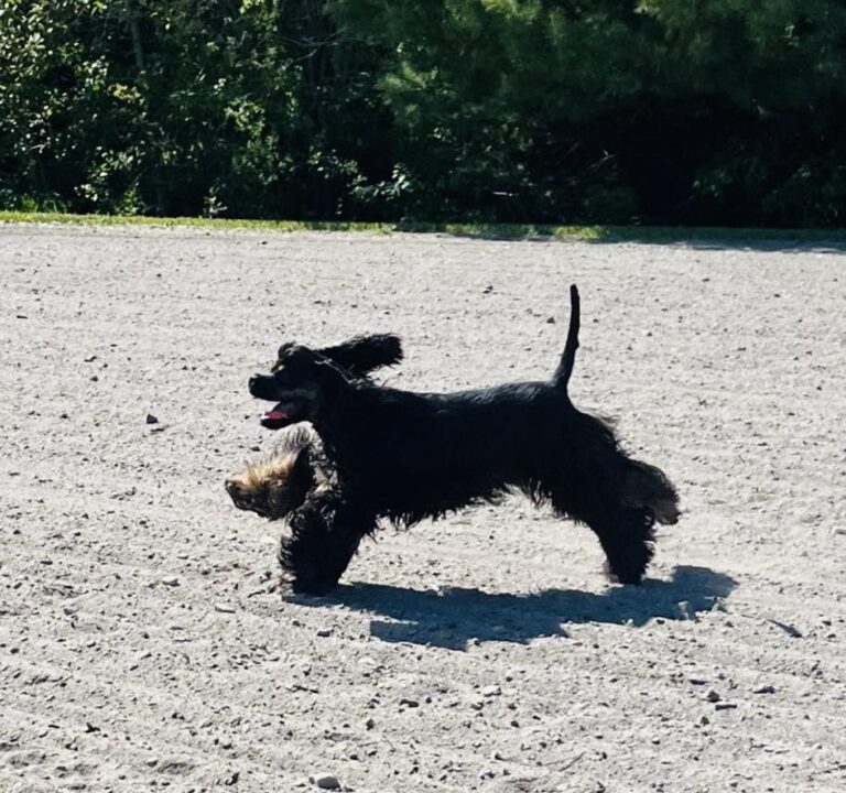 L’activité physique chez le chien