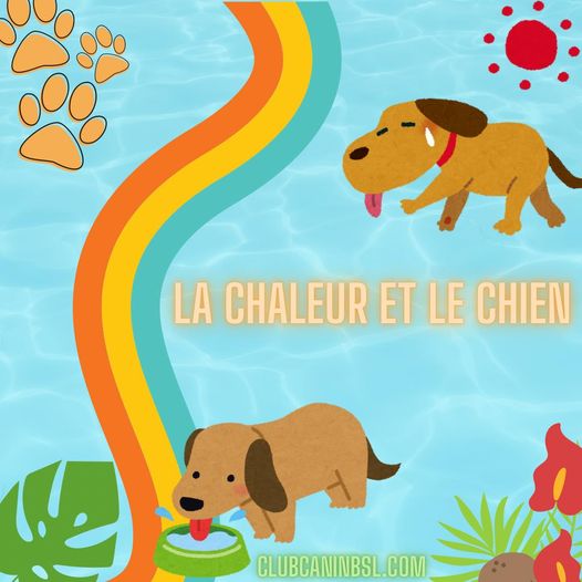 La chaleur et le chien